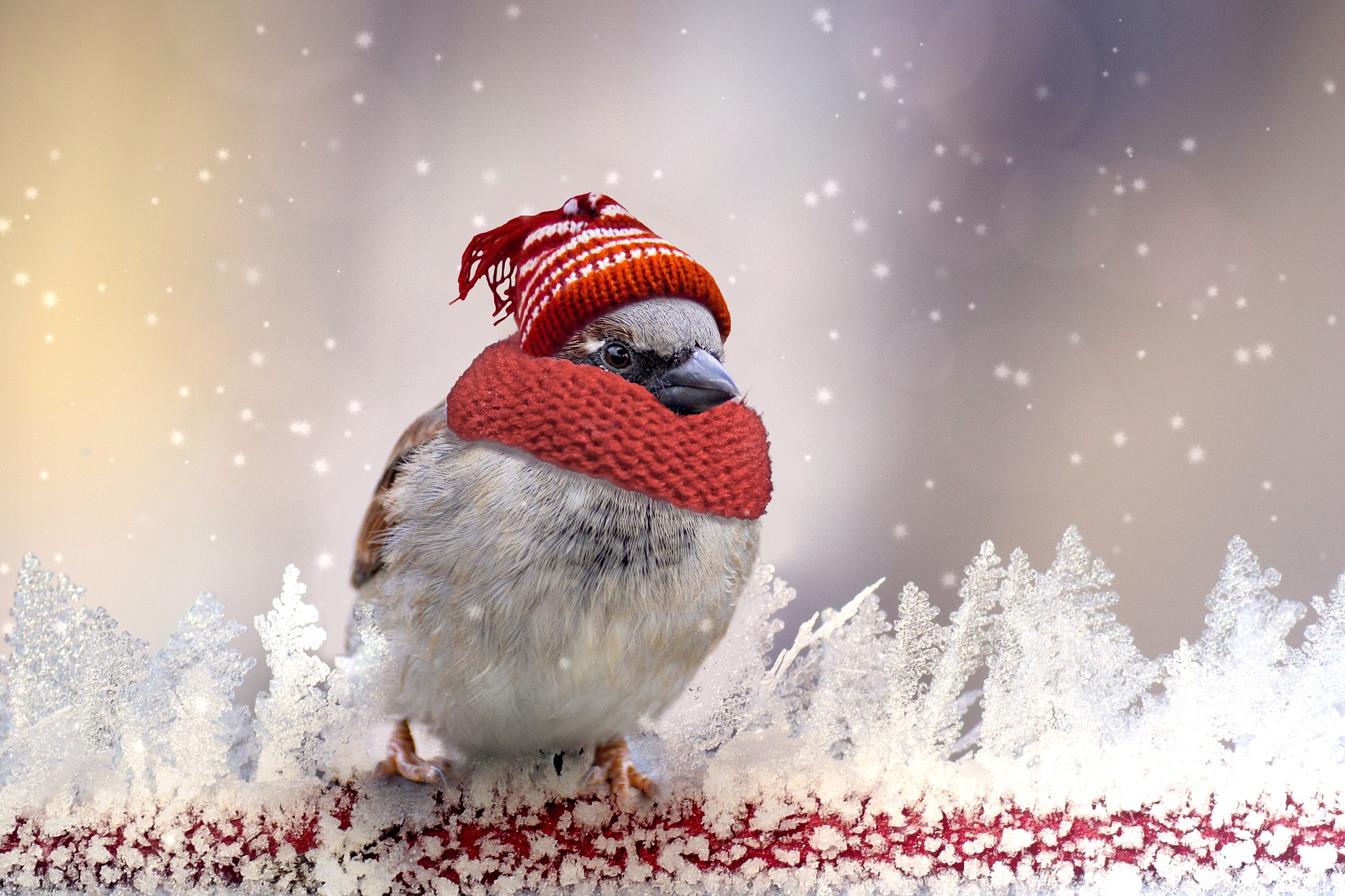 sparrow 2770911_1920